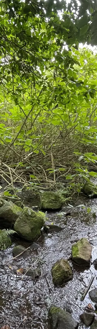 Waldspaziergang